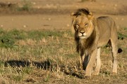 Younger male lion on the move near Rooiputs